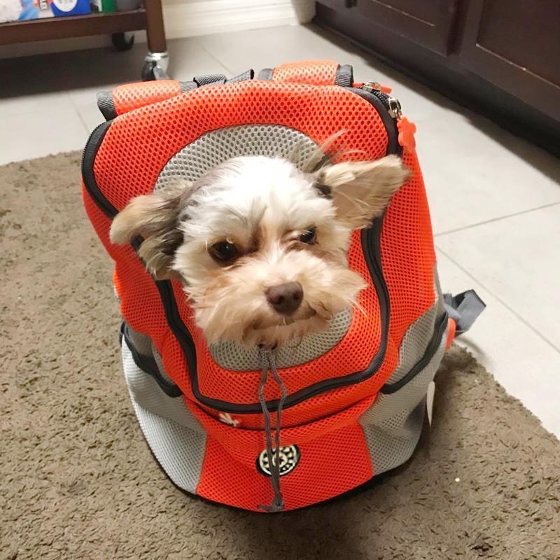 Skanto | Hunde-/Katzentrage-Rucksack