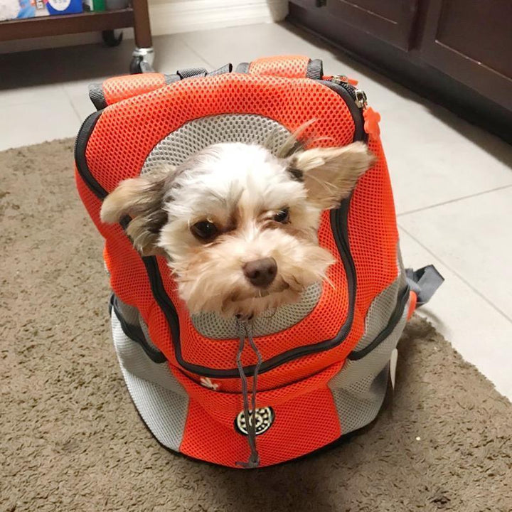 Skanto | Hunde-/Katzentrage-Rucksack