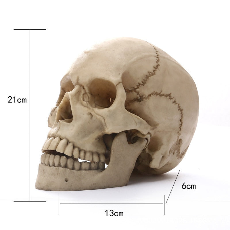 Skanto | 1:1 Menschliche Schädelstatue für Heimdekor Harzfiguren Halloween Dekoration Skulptur Medizinisches Lehrskizzenmodell Handwerk