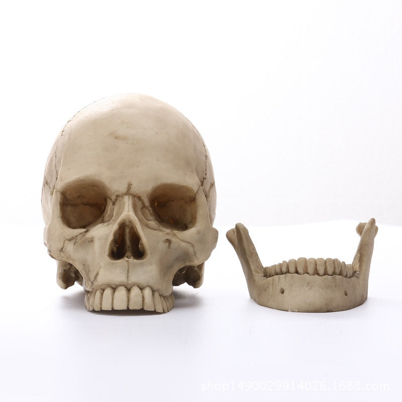 Skanto | 1:1 Menschliche Schädelstatue für Heimdekor Harzfiguren Halloween Dekoration Skulptur Medizinisches Lehrskizzenmodell Handwerk