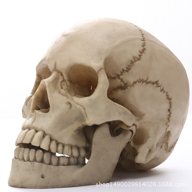 Skanto | 1:1 Menschliche Schädelstatue für Heimdekor Harzfiguren Halloween Dekoration Skulptur Medizinisches Lehrskizzenmodell Handwerk