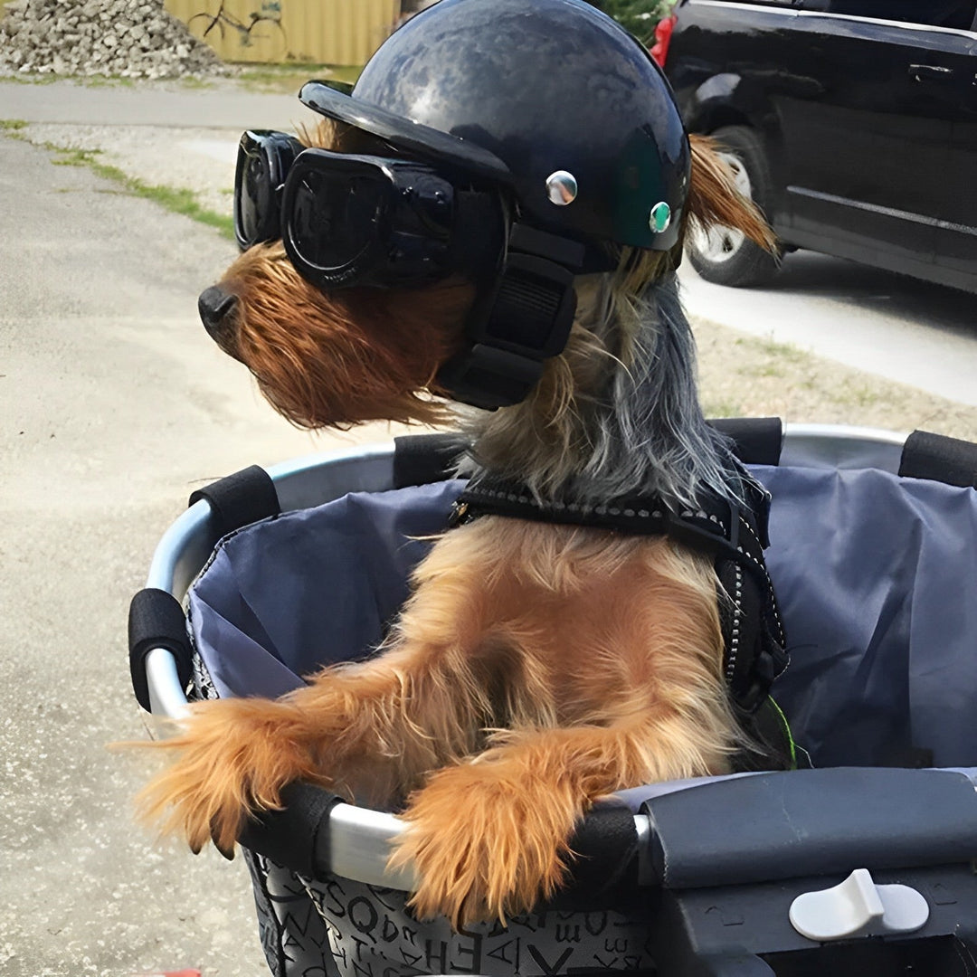 Skanto | Hunde-Motorradhelm und -Brille – Trendy und sicher
