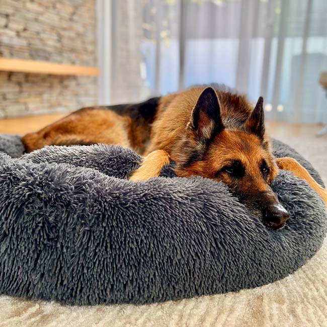 Skanto | Beruhigendes Hundebett
