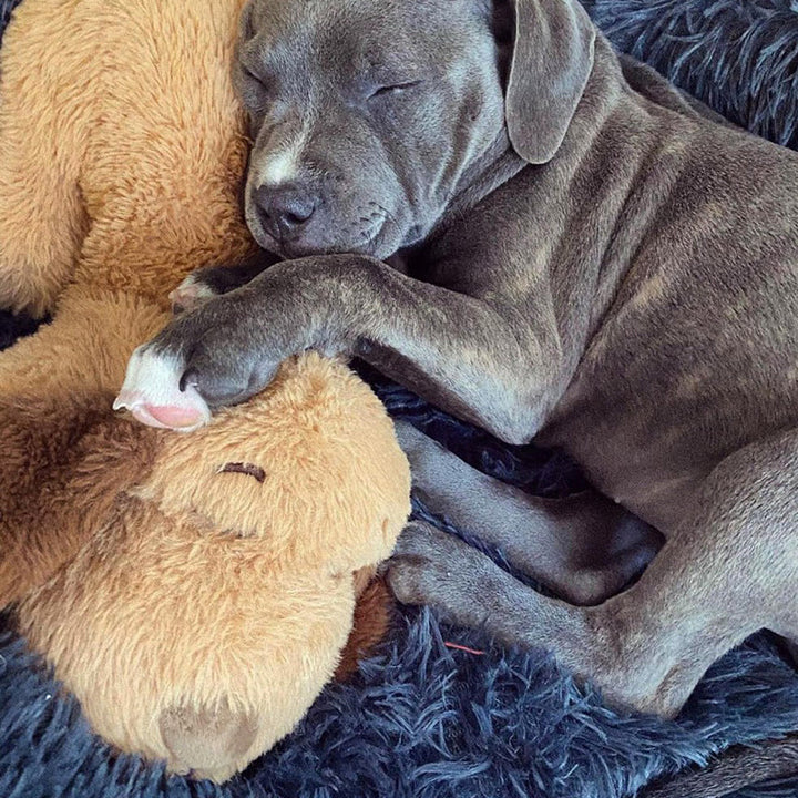Skanto | Snuggle Puppy – Angst- und Einsamkeit reduzierendes Stofftier