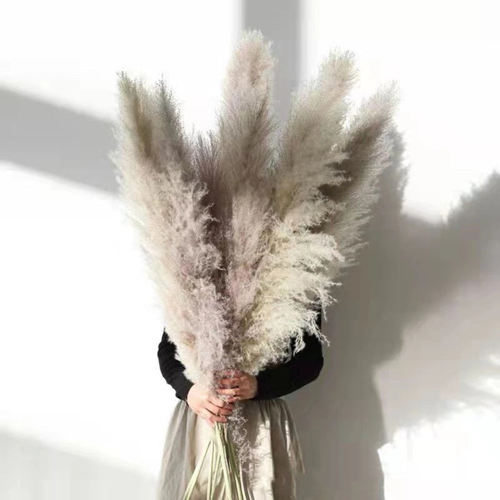 Skanto | FeatherFawn - Getrocknetes Pampasgras