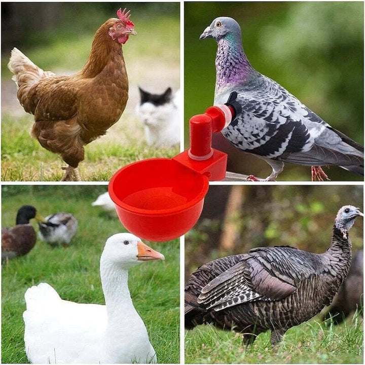 Norvo | Automatische Hühnertränke für Vogelstall