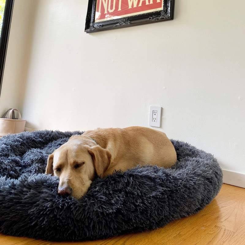 Skanto | Beruhigendes Hundebett