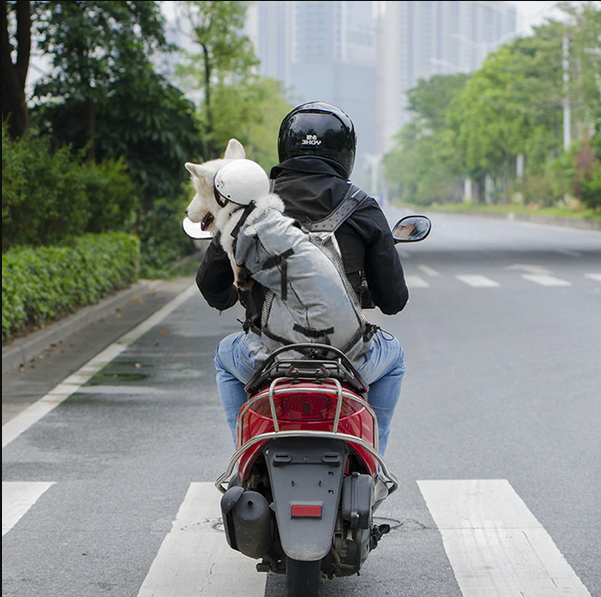Skanto | Hunde-Rucksacktrage