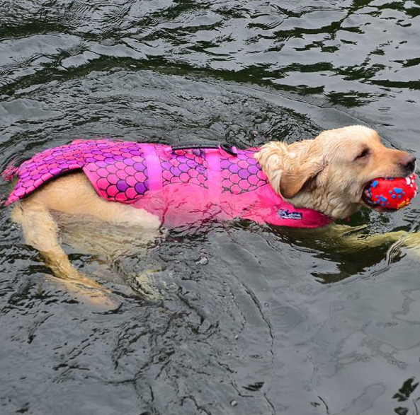 Skanto | Wie ein Fisch Hunde-Schwimmweste