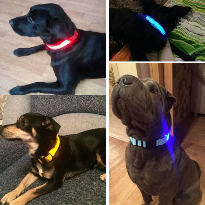 Skanto | Skanto GlowPets LED-Halsband – Haustiersicherheit & Sichtbarkeit