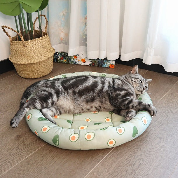 Avocado-Thema Katzensaison