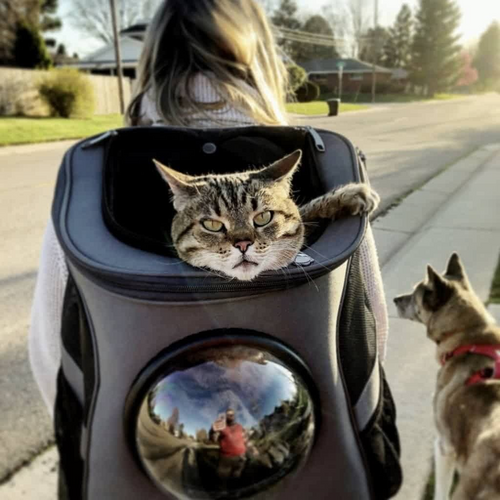 Skanto | PurrVenture Rucksack – Tragbare Haustiertragetasche für Katzen und kleine Haustiere