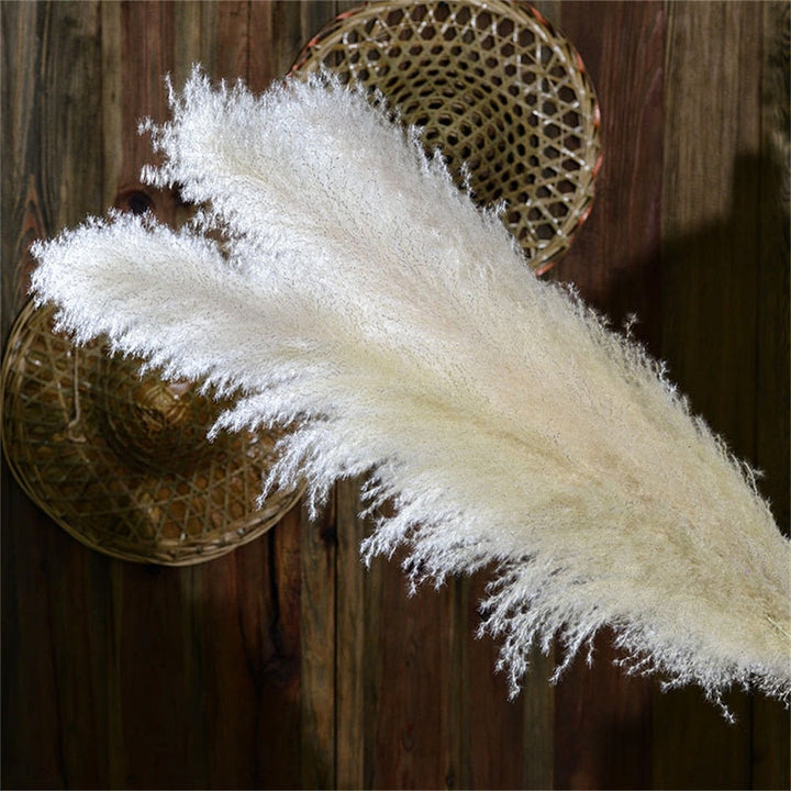 Skanto | FeatherFawn - Getrocknetes Pampasgras