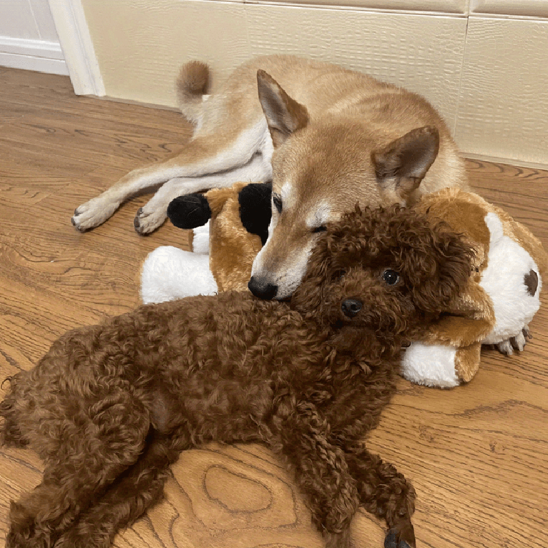 Skanto | Snuggle Puppy – Angst- und Einsamkeit reduzierendes Stofftier