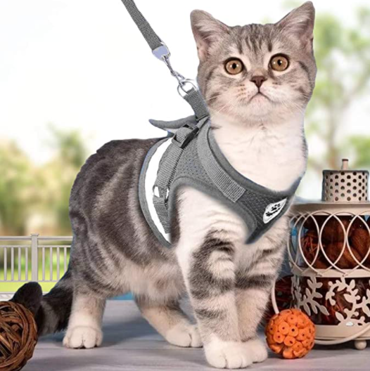 Skanto | Abenteuer-Set – Sicheres Geschirr für abenteuerlustige Katzen