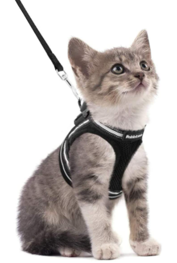 Skanto | Abenteuer-Set – Sicheres Geschirr für abenteuerlustige Katzen