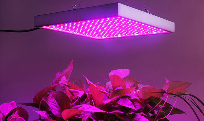 Skanto | Pflanzenwachstumslampe