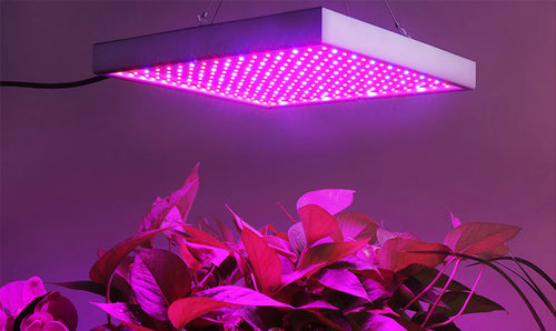 Skanto | Pflanzenwachstumslampe