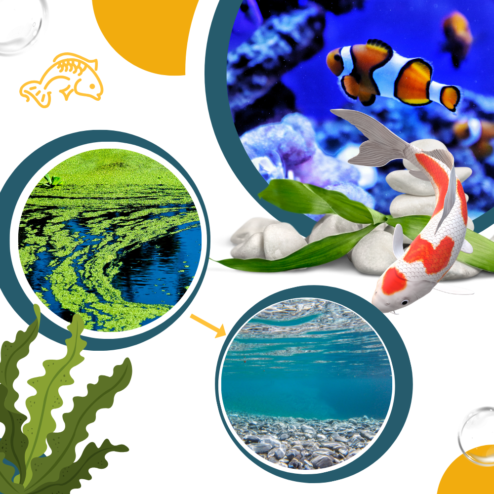 Vorbeugendes Algizid für Aquarien