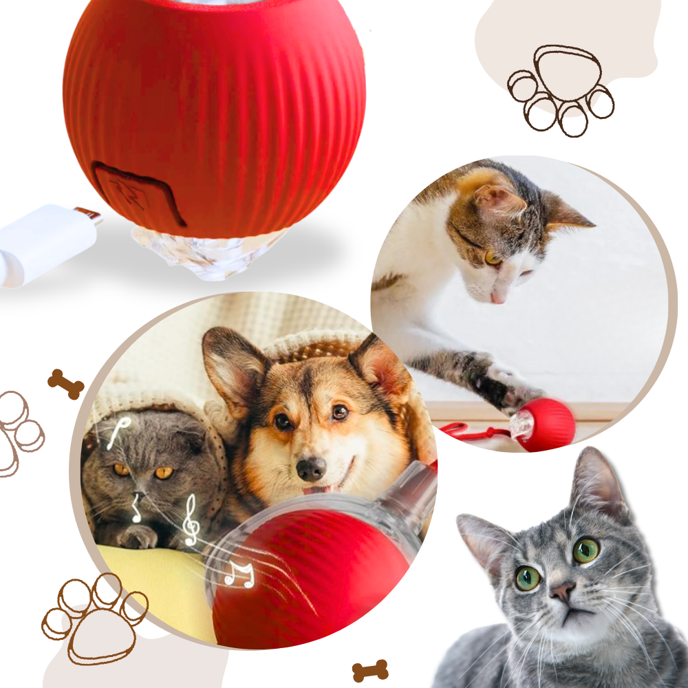 Intelligentes, interaktives Katzenball-Spielzeug