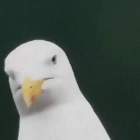 Skanto | Kompaktes 600x Ultra-Zoom Monokular | HD-Linse, leicht & perfekt für Wandern, Vogelbeobachtung und Sportveranstaltungen